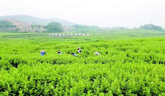 某艾草種植及加工項目可行性研究報告案例(圖1)