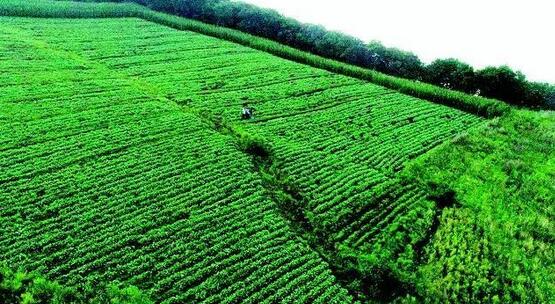 某地區中草藥種植項目可行性報告案例(圖1)