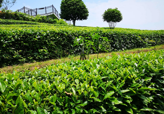 某茶廠項目可行性研究報告案例(圖1)