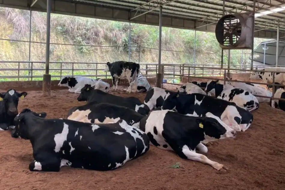 肉牛養殖場建設項目可行性研究報告(圖1)